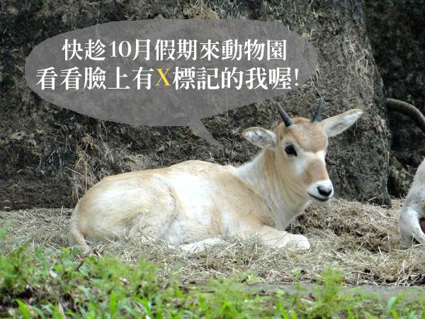 弓角羚羊夏天披白毛、冬天則會換成灰棕色,臉上還有X形標記。 台北動物園/提供