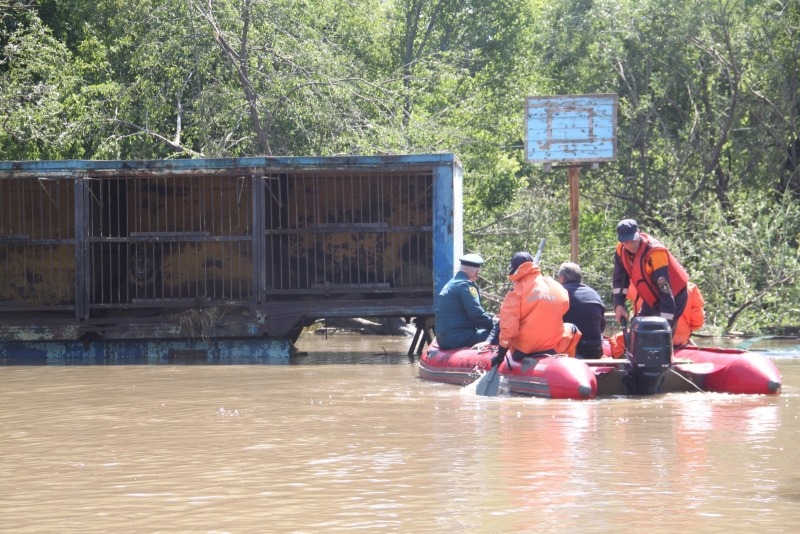 政府的災害應變處理將接手後續的動物安置作業，並提供牠們良好的照顧。　取自EMERCOM of Russia