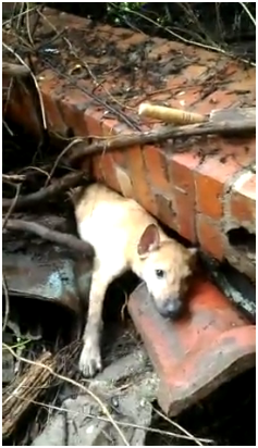 被牆柱壓住半個身體的小黃狗，動彈不得，疼痛哀號。　　許星星/攝