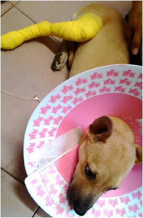 黃小子右後腿粉碎性骨折，正處4-5個月齡成長期，骨裂處會自癒生長，不須截肢。　　許星星/攝