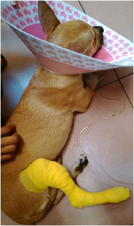 我是米克斯，我很親人，可愛，是愛乾淨的小男生，我想有個家。　許星星/攝