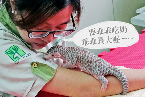 保育員的手臂目前充當小穿山甲的練習攀爬架、是移動型媽媽。　　台北動物園/提供