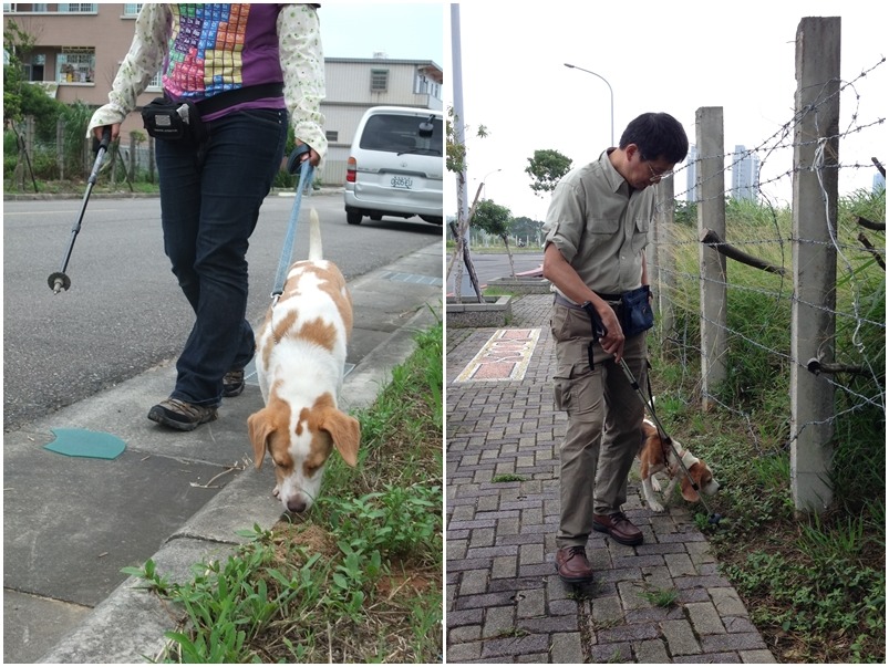 在桃園基地外，領犬員跟訓犬師也都會進行野外訓練，實際在機場周邊尋找紅火蟻蹤影。　林宗岐教授研究室/提供