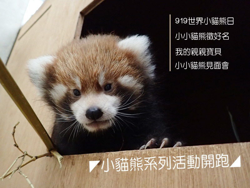 因應世界小貓熊日，台北動物園推出一系列消貓熊周邊活動！　台北動物園-鍾能嘉/攝