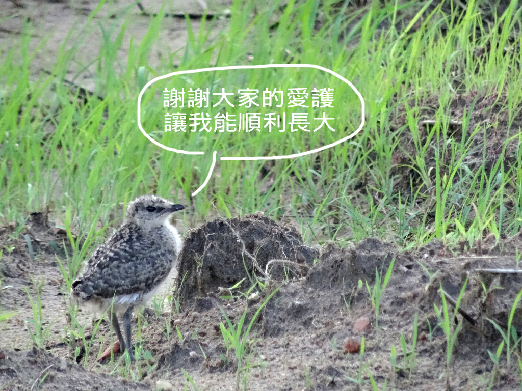 為了避免過多的人潮打擾燕鴴繁殖大事，金門縣政府也呼籲知道地點的鳥友要一同保育這群可愛的鳥兒！　金門縣政府/提供
