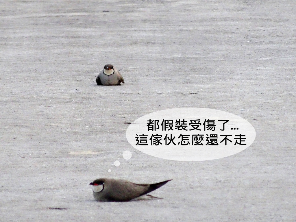 燕鴴算是演技派的鳥，只要感受到危險，就會馬上假裝受傷，爭取雛鳥逃走的機會。　金門縣政府/提供