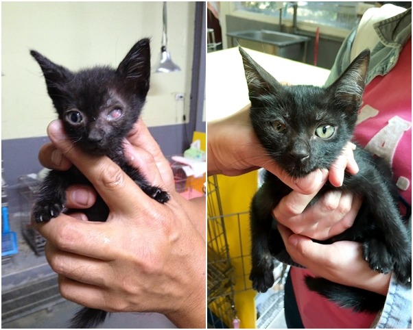 剛入所幼貓左眼潰瘍看不到，經過動保員細心照顧，眼睛都已恢復正常，也被通報的民眾領養。　新北動保處/提供