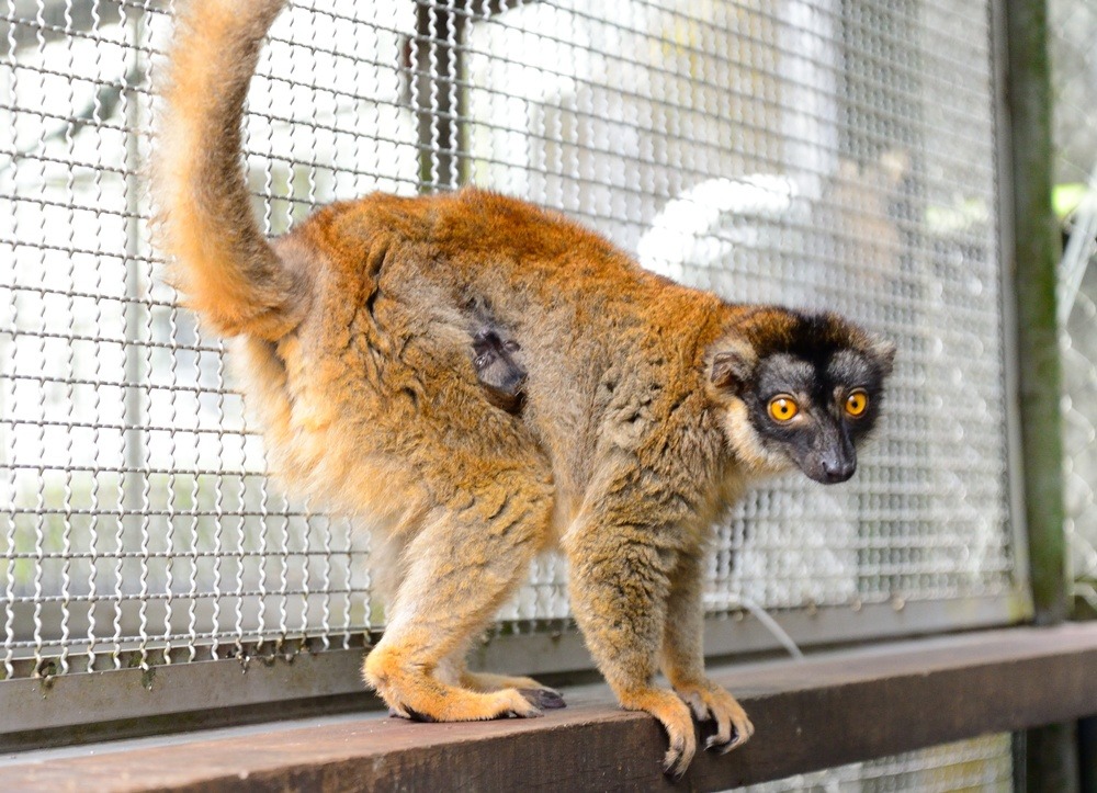 沿著小尾巴就能看到可愛的小臉。 台北市立動物園提供