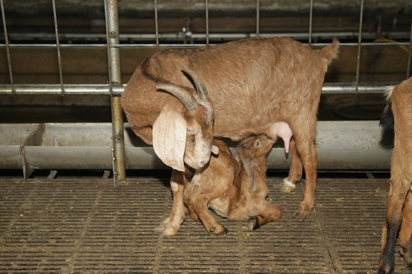 羔羊跪乳被古人用來形容孝順的行為,而實際上是動物的本能。 新北市動保處/提供