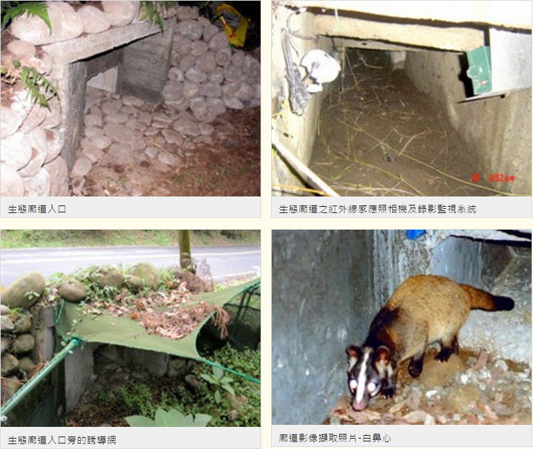 陽明山國家公園園內道路系統發達,所以也時常傳出路殺事件,自從2004年在5處熱點設置生態廊道後,狀況大幅改善! 翻攝自陽明山國家公園官網