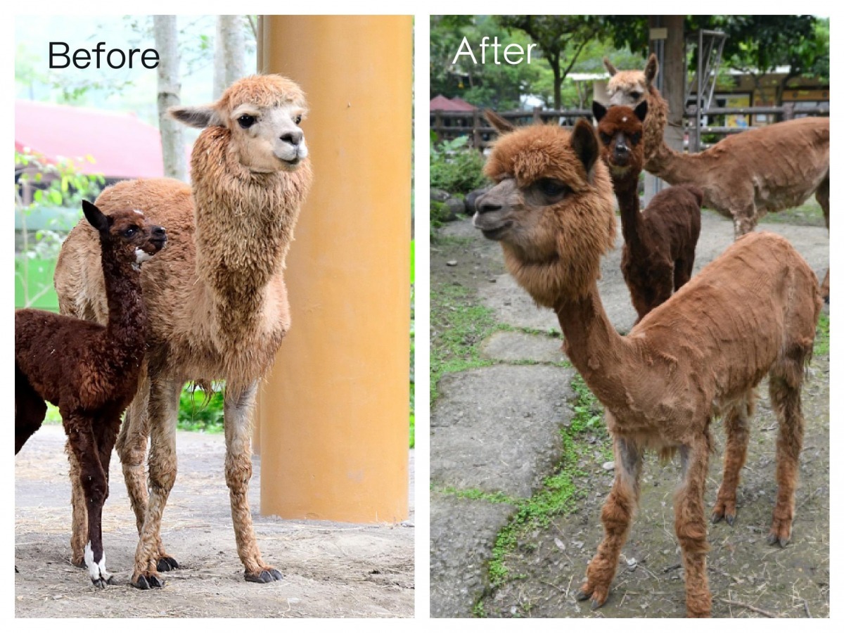 被保育員巧手剃完毛的羊駝，模樣都快讓人認不出來啦！   台北動物園/提供