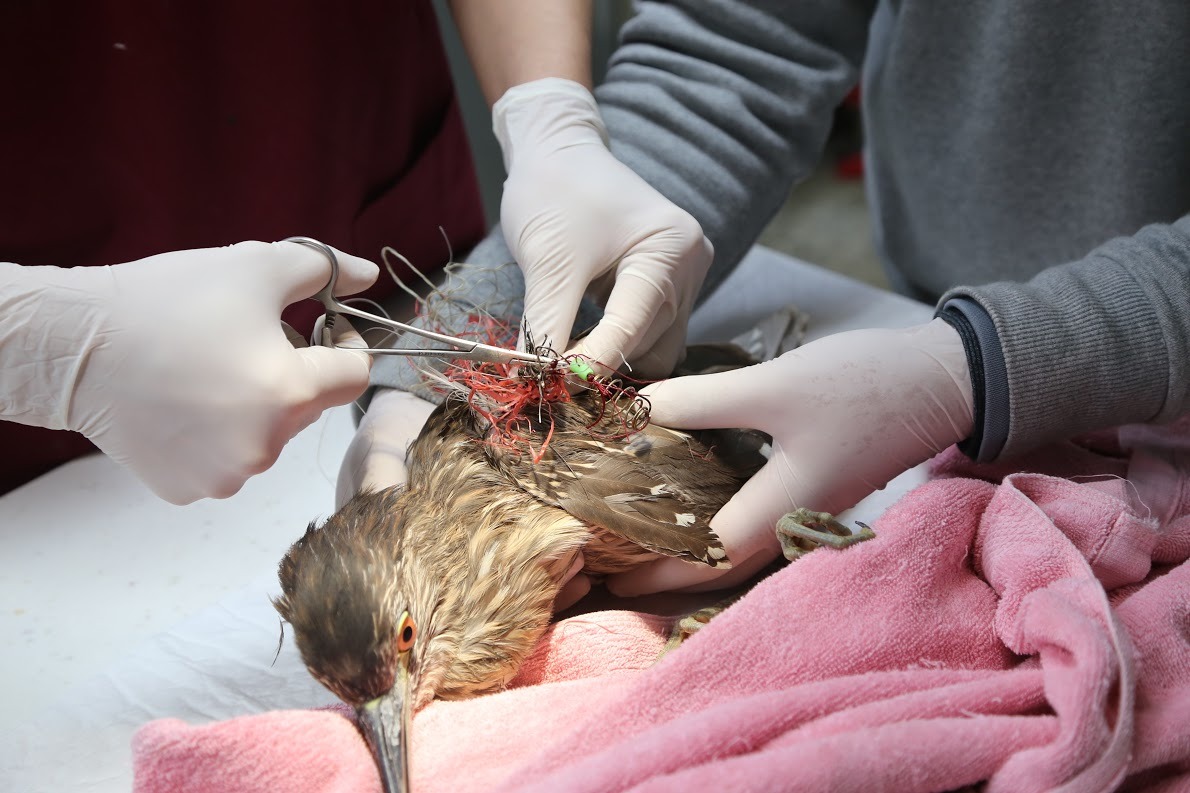 獸醫師正在取下夜鷺身上所纏之釣線與釣鉤。 新北市動保處/提供
