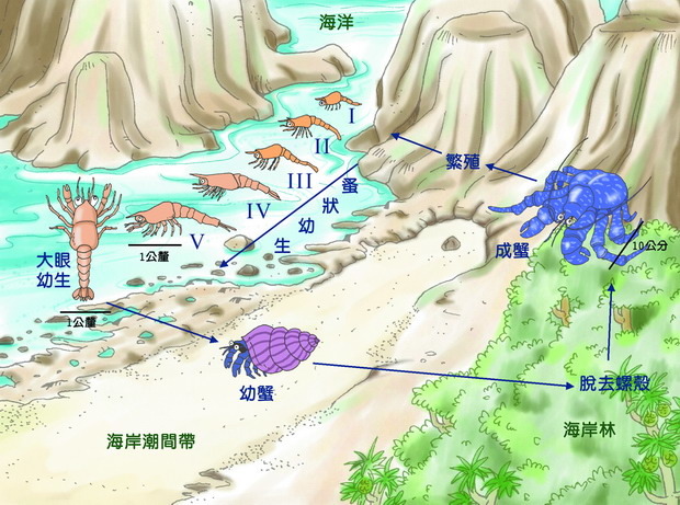 椰子蟹的一生，因為生殖階段都在海洋中，所以目前在缺乏資訊的情況下無法人工繁殖。　取自網路