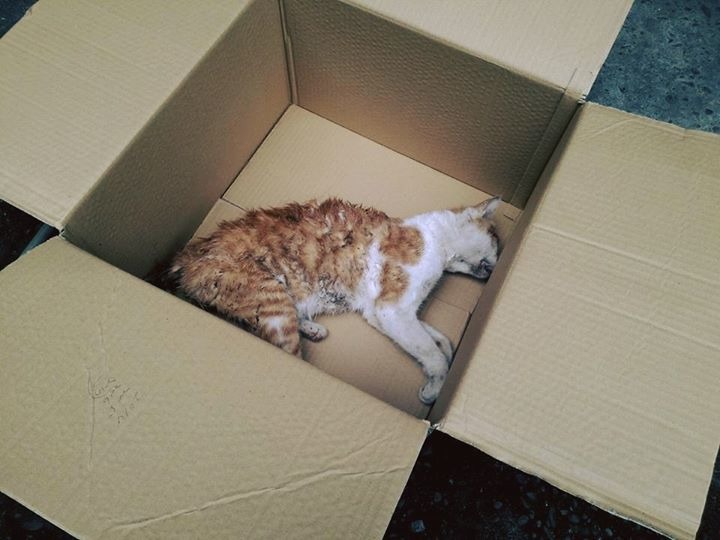 淡水照護志工們偶爾會發現被狗咬死的貓,只能含淚默默替牠們收屍。 Yi Chen Kuo/提供