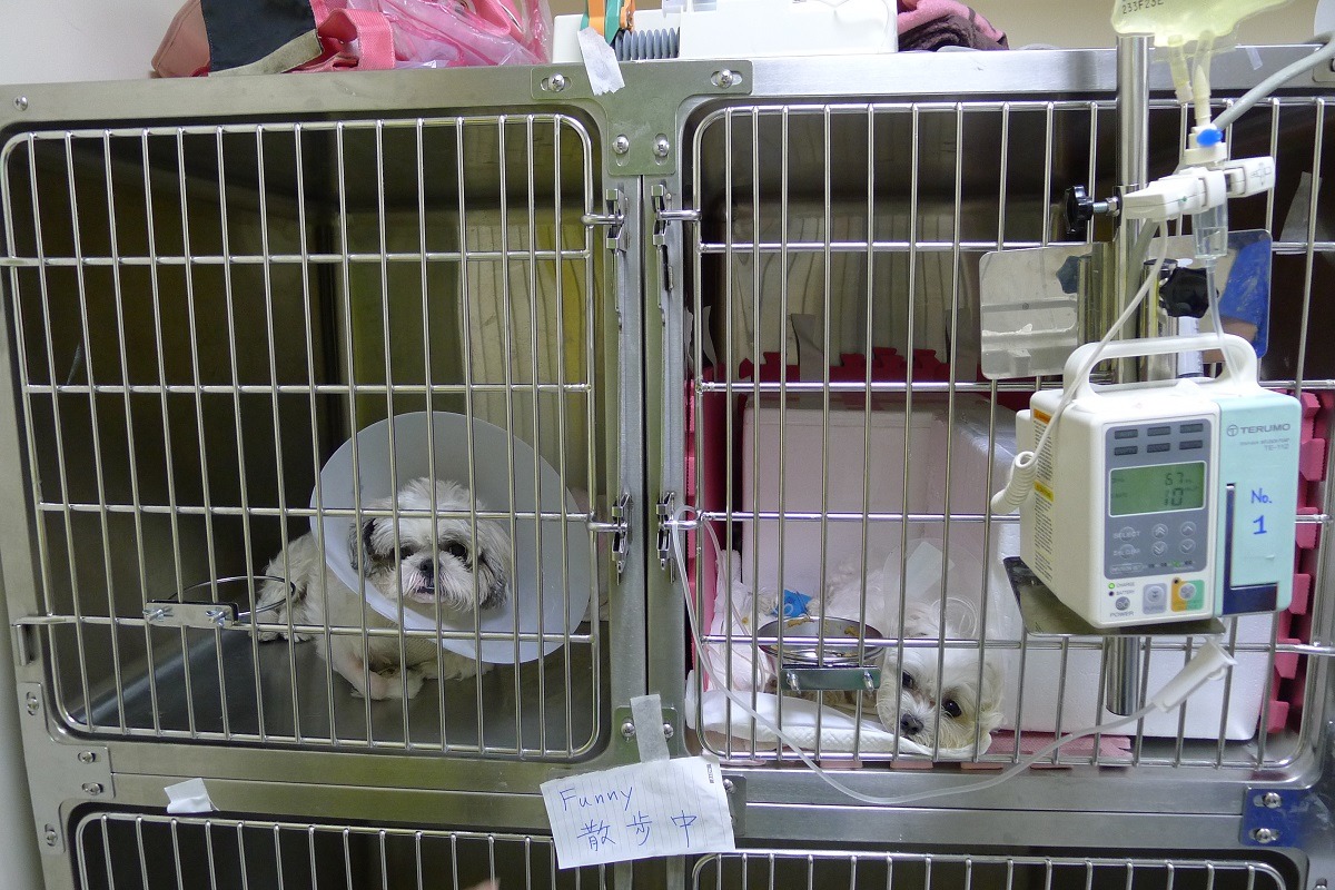 目前動物醫院收費標準由各縣市獸醫師公會制訂，再交由地方主管機關核備公告。　示意圖（何宜/攝）