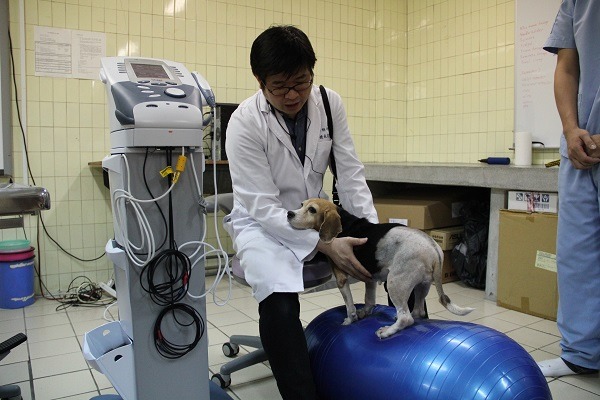 屏科大動物醫院院長鍾承澍示範以復健器材為動物進行復健。　屏科大/提供