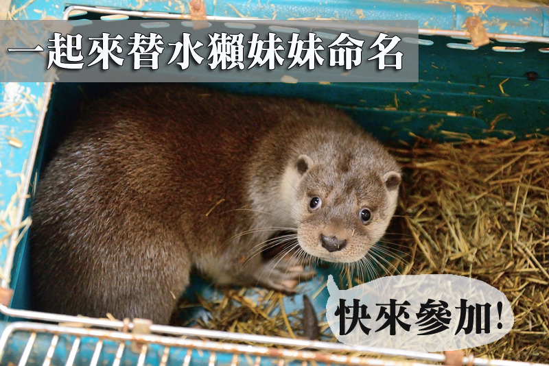 維持一號警戒表情的瞪大眼水獺妹妹,邀請民眾幫牠命名囉! 台北動物園/提供
