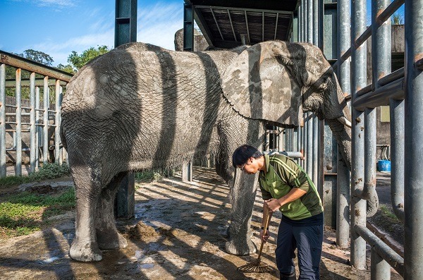 大象的保育員、大象自己挑！　台北動物園-黃陳浩/攝