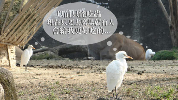 愛護野生動物的方法，就是千萬不要隨意餵食牠們！　台北動物園/提供