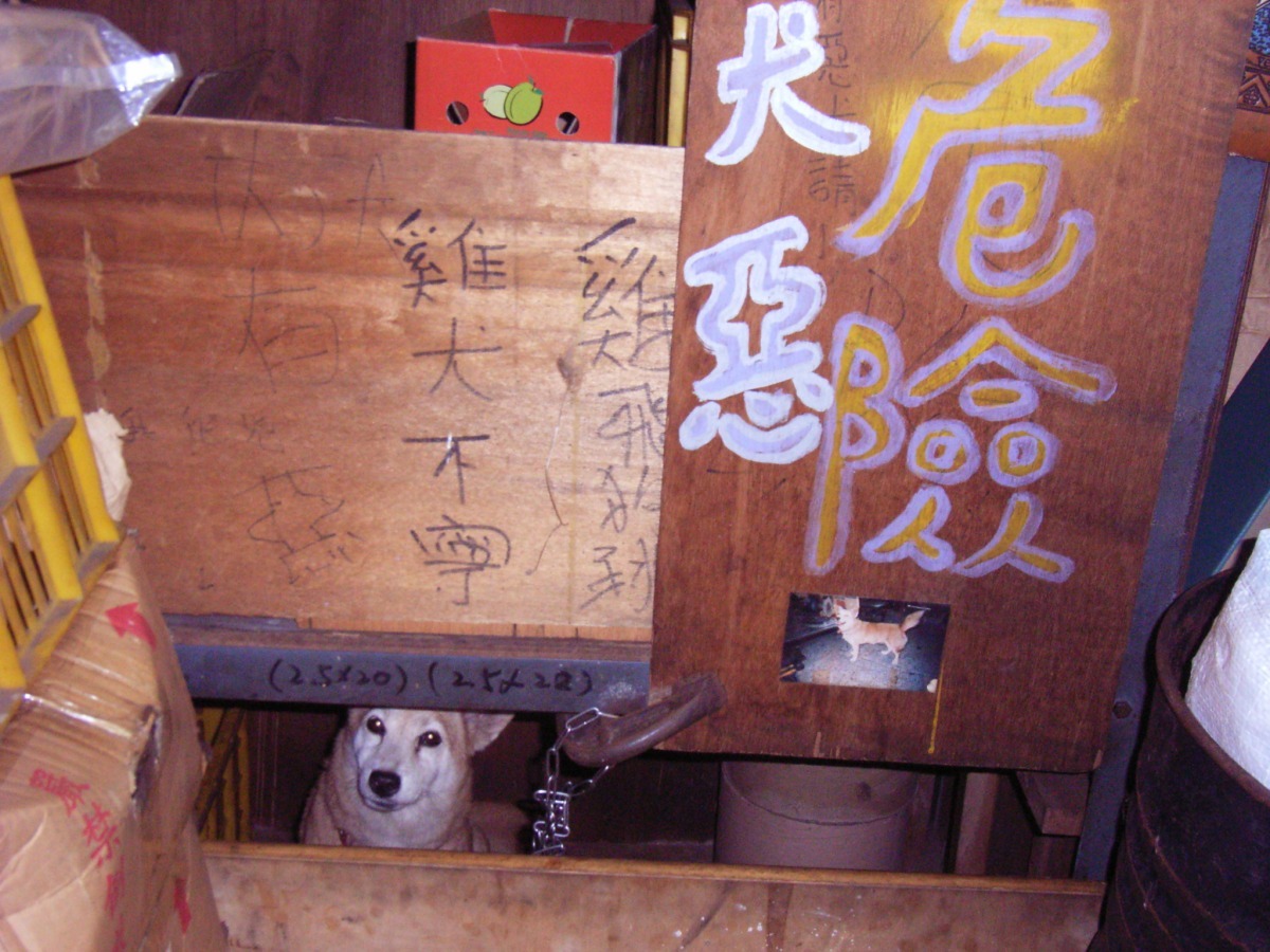 一臉討喜無害的圓皮，總喜歡偷咬陌生人，調皮的弟弟把牠隔離起來。