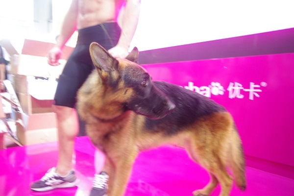 一隻聲帶被割掉的狼犬被展示、嘶聲喊叫，旁邊也沒放水。　無糖媽/攝