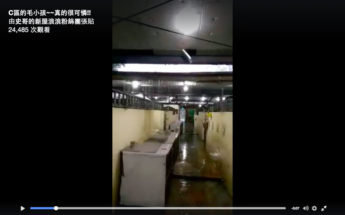 史哥的新屋浪浪粉絲團昨日發佈一段影片，為新屋收容所內屋頂雨水傾瀉而下的畫面。   擷取自影片