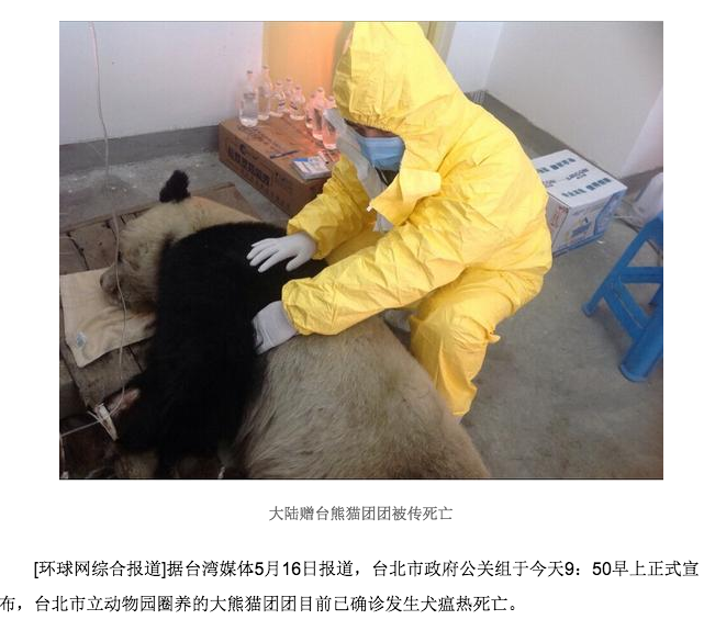 環球網昨日下午報導團團死訊。 翻攝自網路