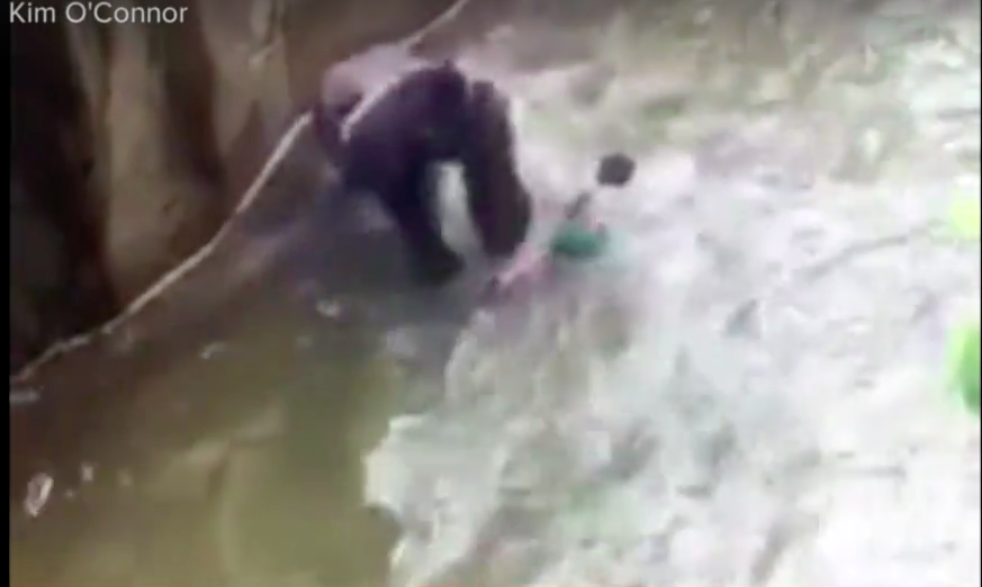 美國辛辛那提動物園一隻大猩猩哈拉比，因為一名闖入展示區的小男童而遭園方槍殺。   翻攝自影片