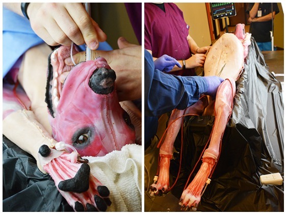 SynDaver Labs發表全球第一隻人工狗,未來有機會能取代成為手術練習工具。 取自募資平台