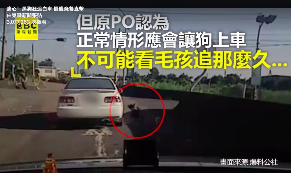 近日在臉書上瘋狂被轉貼分享的影片，是一隻黑狗緊跟在白色轎車後追車的片段。   擷取自東森新聞