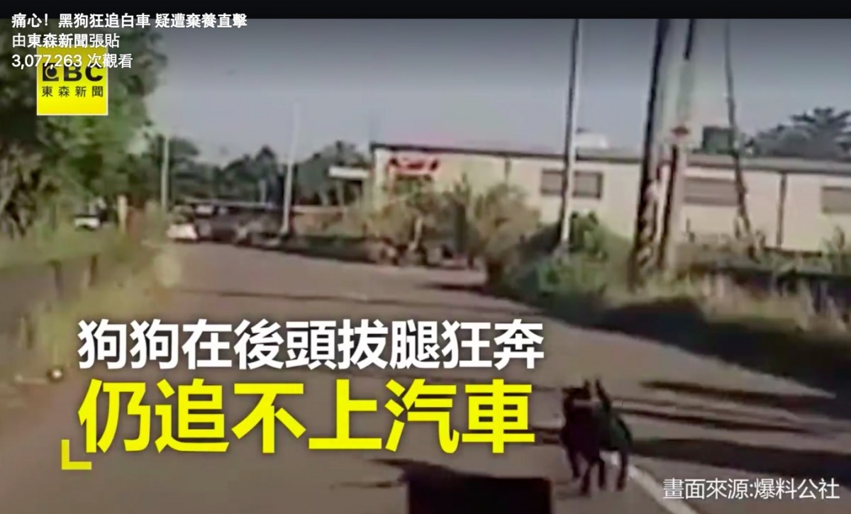 行車記錄器清楚錄下狗狗不斷追逐，究竟是不是棄養，還需要更深入了解。   翻攝自東森新聞