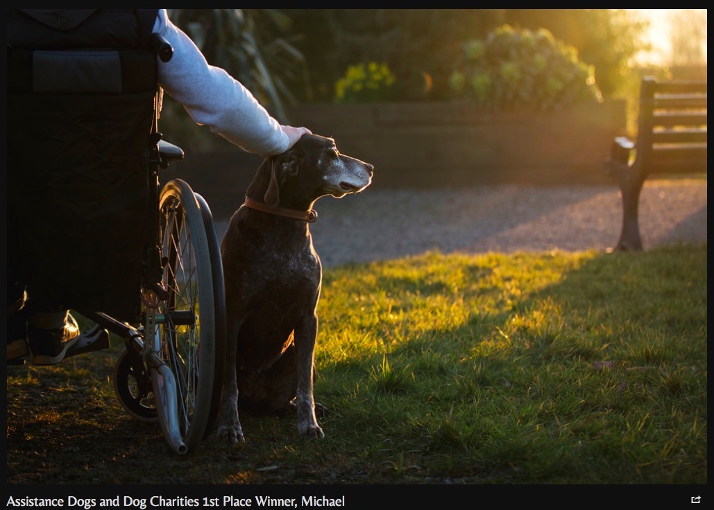 翻攝自The Kennel Club