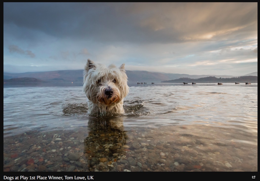 翻攝自The Kennel Club