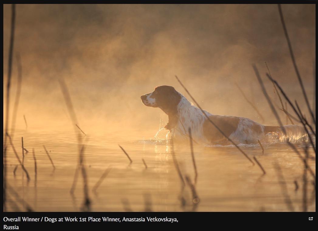 翻攝自The Kennel Club