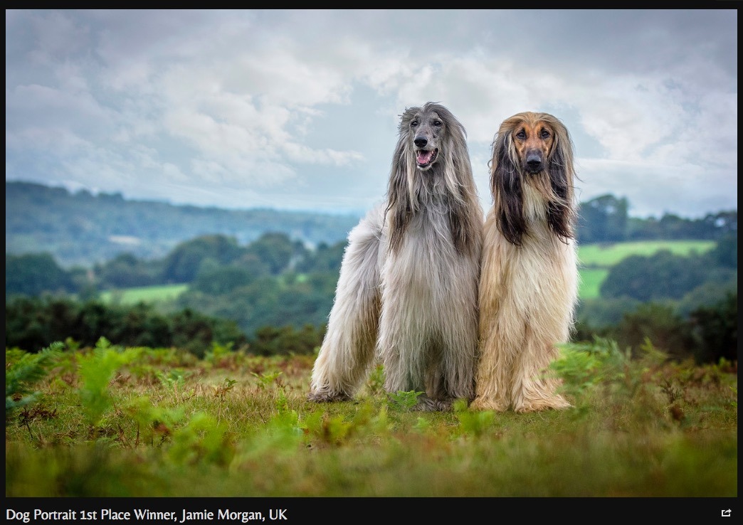 翻攝自The Kennel Club