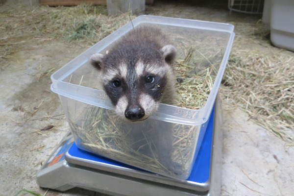 哈摟我是英桃！　台北市立動物園/提供