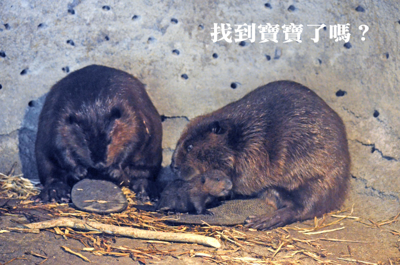 加拿大河狸上週傳出喜訊，誕生一隻嬌小可愛的迷你版河狸寶寶！　台北動物園-陳瑋玥/攝