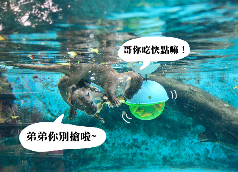 大小金因為撞名,促成大金空調投入動物認養計畫,替物種保育盡力。 台北動物園/提供