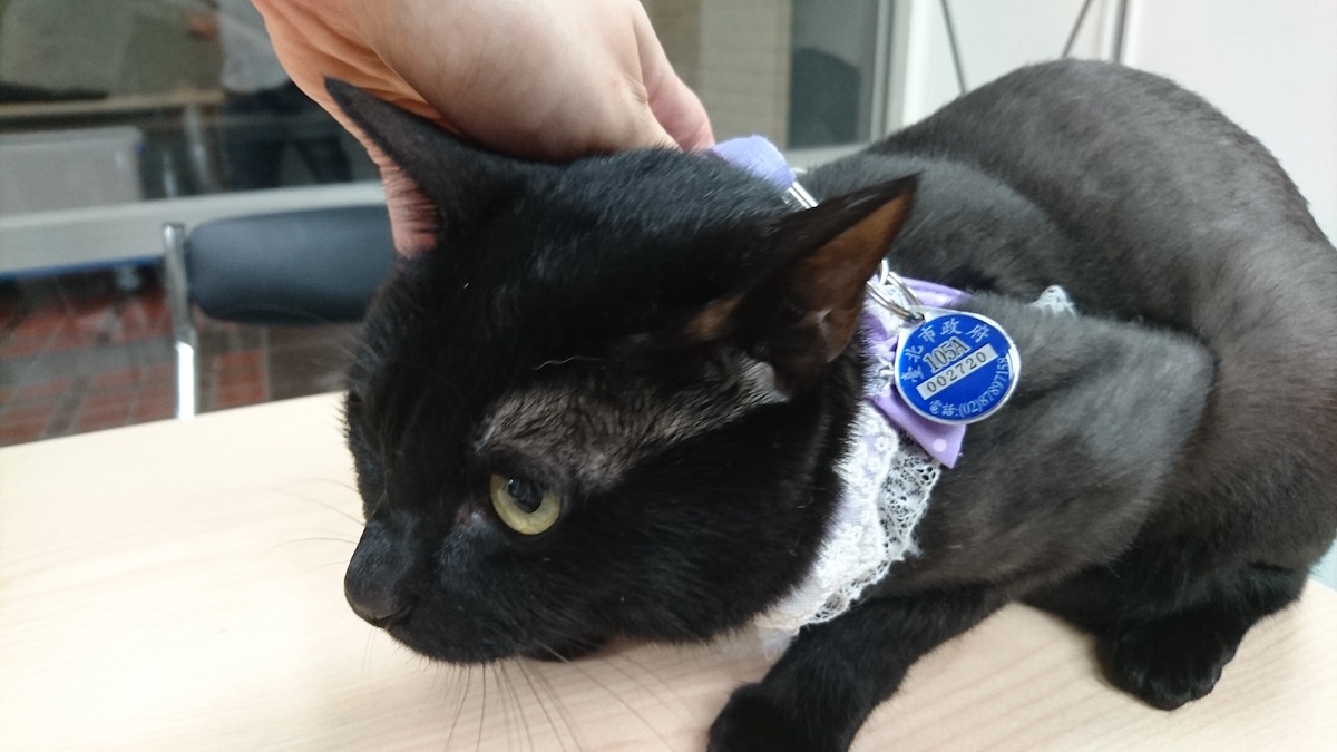 提醒台北市養貓的飼主，記得帶貓咪到動物醫院進行寵登及施打狂犬病疫苗，以免遭罰。　示意圖（ 台北市動保處/提供）