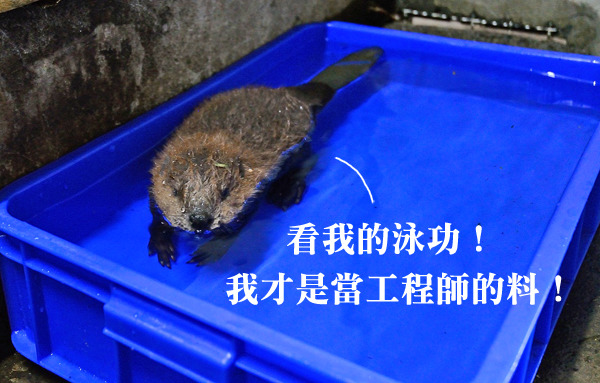 小河狸想要練潛水，藍水盆還不夠深。　台北動物園/提供
