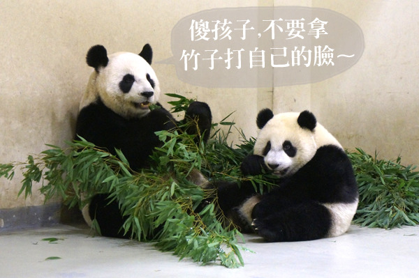 貓熊一家高人氣，而這三口子吃相都不一樣！　　台北動物園/提供