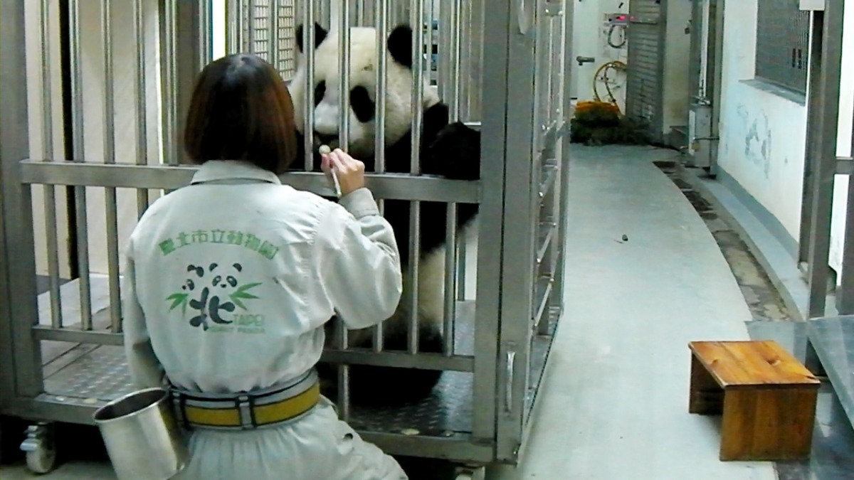 保育員每天都會對動物進行訓練，降低日後真正需要醫療、移欄時動物的緊張感。　台北動物園/提供