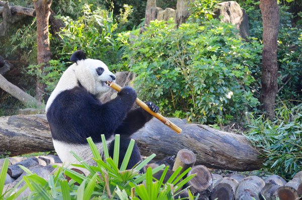媽媽圓圓吃起竹桿來，像不像文人雅士在吹簫呢？　台北動物園提供