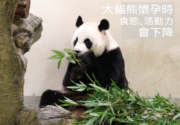 動物園發言人曹先紹形容，在觀察圓圓是否成功懷孕的這一個月，工作人員的心都像懸在半空中。   台北動物園-林秀穎/攝