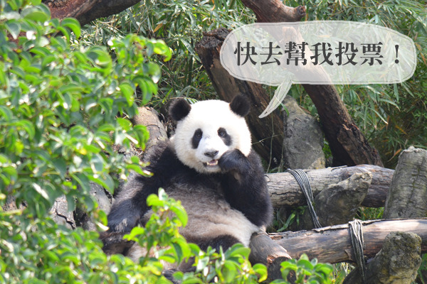 圓仔1月7日起將要獨立生活，長大的牠目前生活重心就是吃東西及睡覺！　動物園/提供