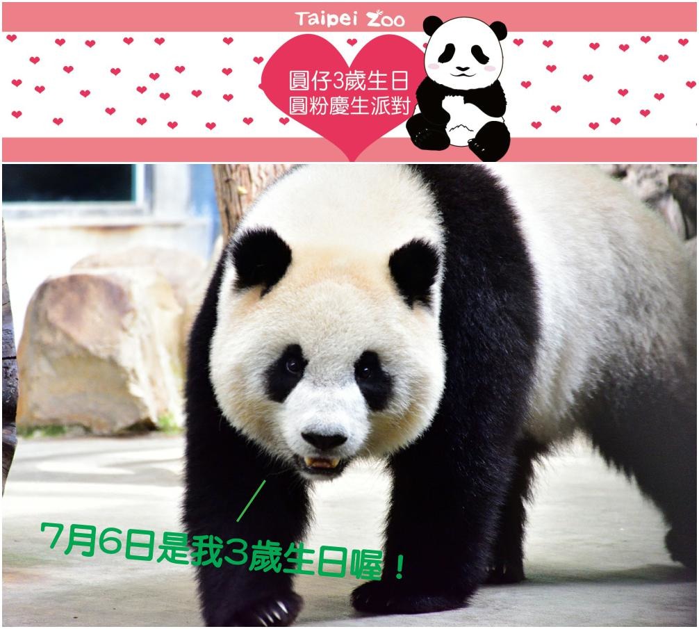 圓仔7月6日將迎接3歲生日，更有來自不同地區、國家的粉絲專程來台灣替牠慶生！   (上圖)取自官網、(下圖)台北動物園-林秀穎/攝