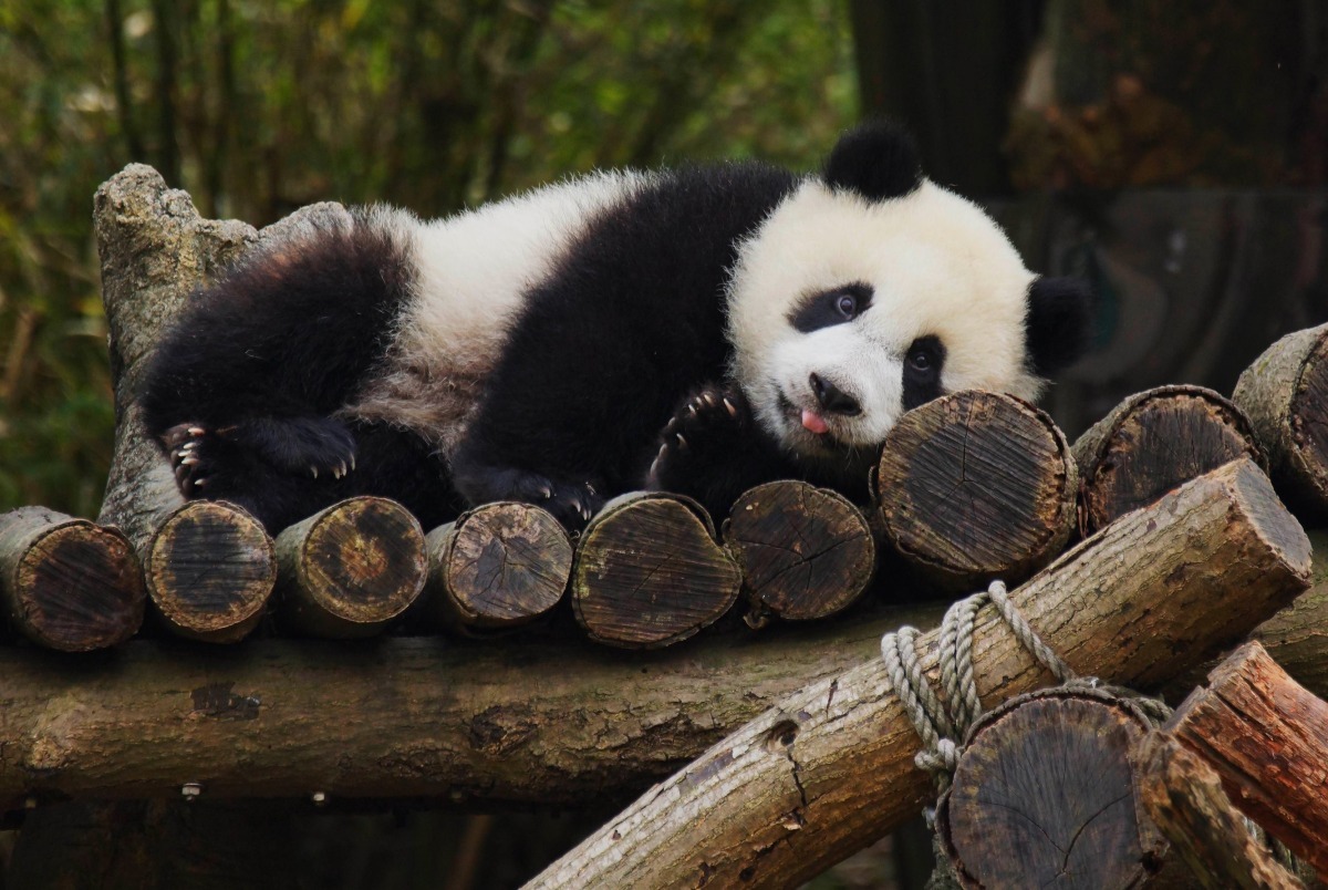 還記得當年擄獲所有台灣人目光的圓仔嗎？　BR Studio/提供