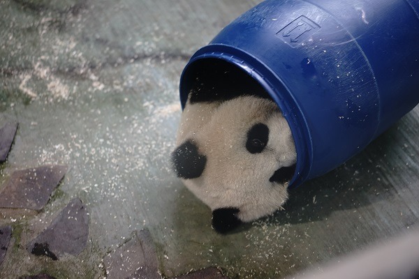 圓仔兒時最好的玩伴，就是「藍色水桶君」！　葉曙江/攝影