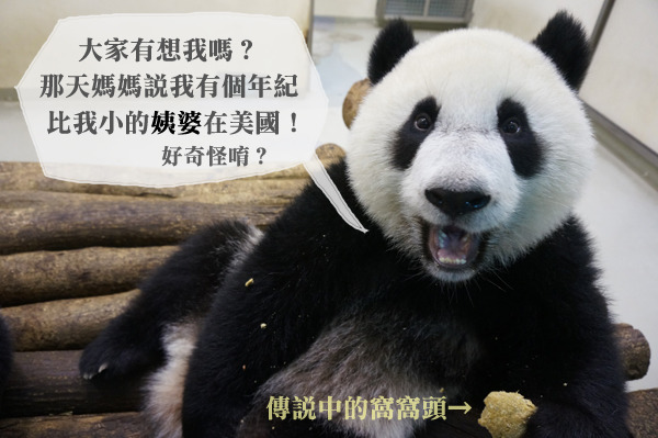 圓仔的遠房親戚住在華盛頓史密遜國家動物園裡。 台北動物園/提供