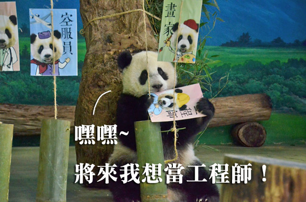 圓仔抓周第二志願是工程師！　台北動物園/提供